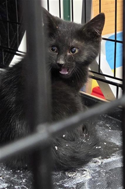 Shelter Stray Unknown Cat last seen FOUND ON PROPERTY, 3951 Fruitvale Ave, Bakersfield, CA 93308, USA