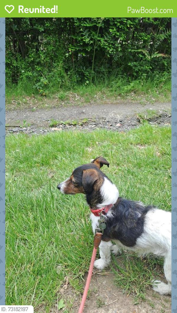 Reunited Female Dog last seen Dyke Road, Old Shoreham Road, Upper Drive, Port Hall Road, Brighton and Hove, England BN3 6NF