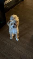 Reunited Female Dog last seen South Winston st Aurora Colorado, Aurora, CO 80013