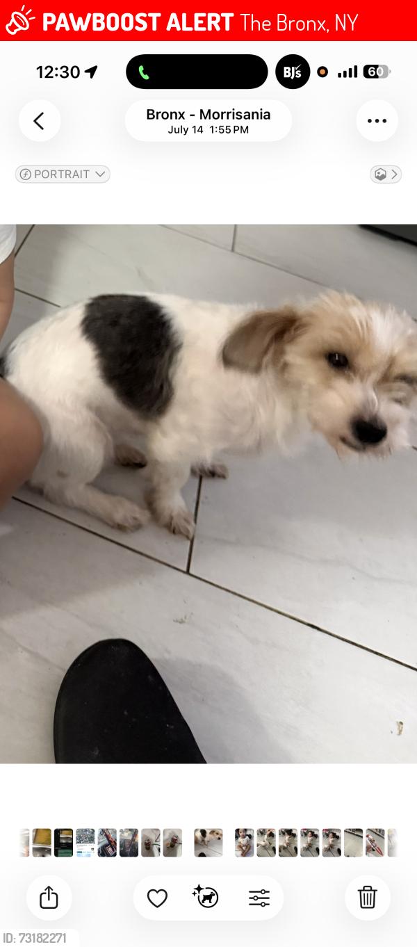 Lost Female Dog last seen Prospect ave, The Bronx, NY 10459
