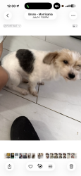 Lost Female Dog last seen Prospect ave, The Bronx, NY 10459
