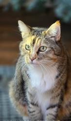 Lost Female Cat last seen Yale and Hicks canyon, Irvine, CA 92620