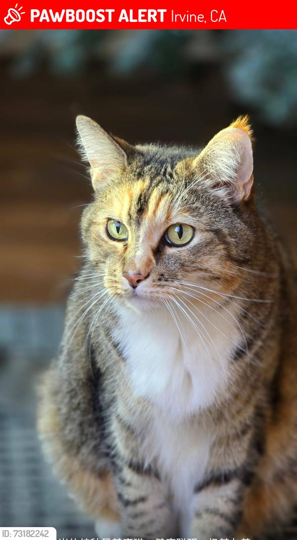 Lost Female Cat last seen Yale and Hicks canyon, Irvine, CA 92620