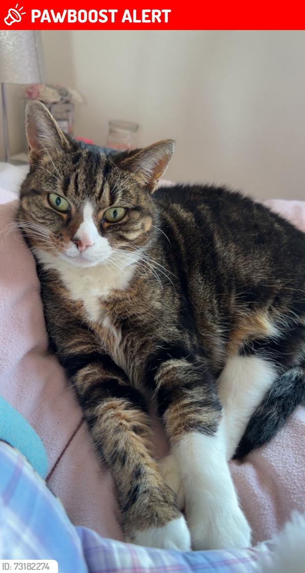 Lost Female Cat last seen Tanfields grove, North Northamptonshire, England 