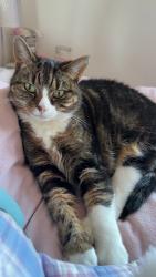 Lost Female Cat last seen Tanfields grove, North Northamptonshire, England 
