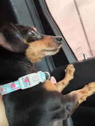 Reunited Female Dog last seen Platte dr, Balch Springs, TX 75180