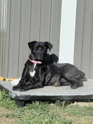 Reunited Female Dog last seen Near Maidstone Ave, Norwalk, CA 90650, USA, Norwalk, CA 90650