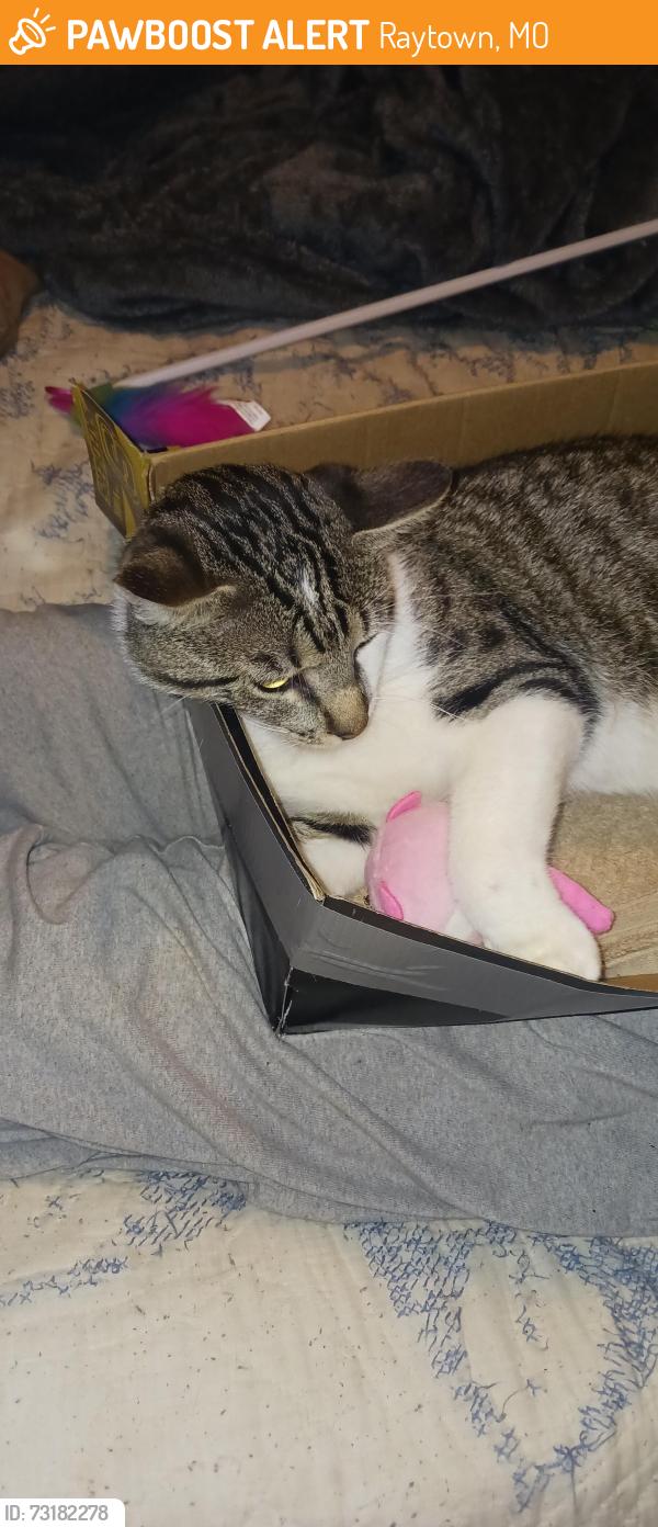 Found/Stray Male Cat last seen 86th and blue ridge blvd, Raytown, MO 64138