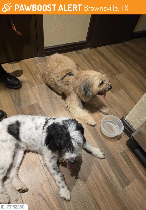 Found/Stray Male Dog last seen Villa condesa, Brownsville, TX 78520