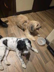 Found/Stray Male Dog last seen Villa condesa, Brownsville, TX 78520