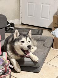 Reunited Female Dog last seen Near Maidstone Ave, Norwalk, CA 90650, USA, Norwalk, CA 90650