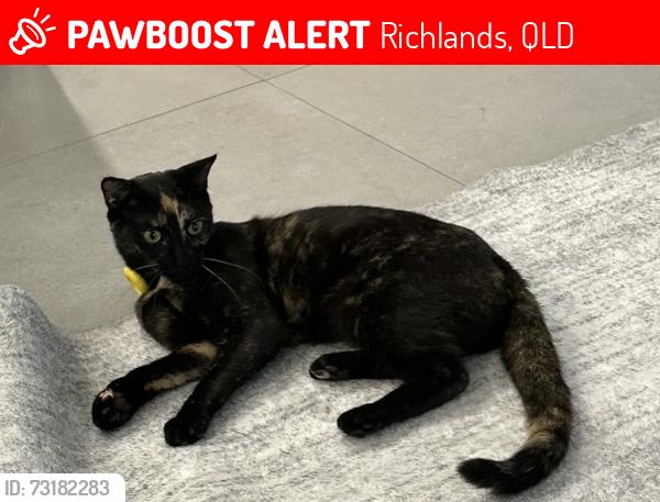 Lost Female Cat last seen Richlands, Richlands, QLD 4077