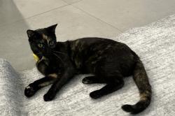 Lost Female Cat last seen Richlands, Richlands, QLD 4077