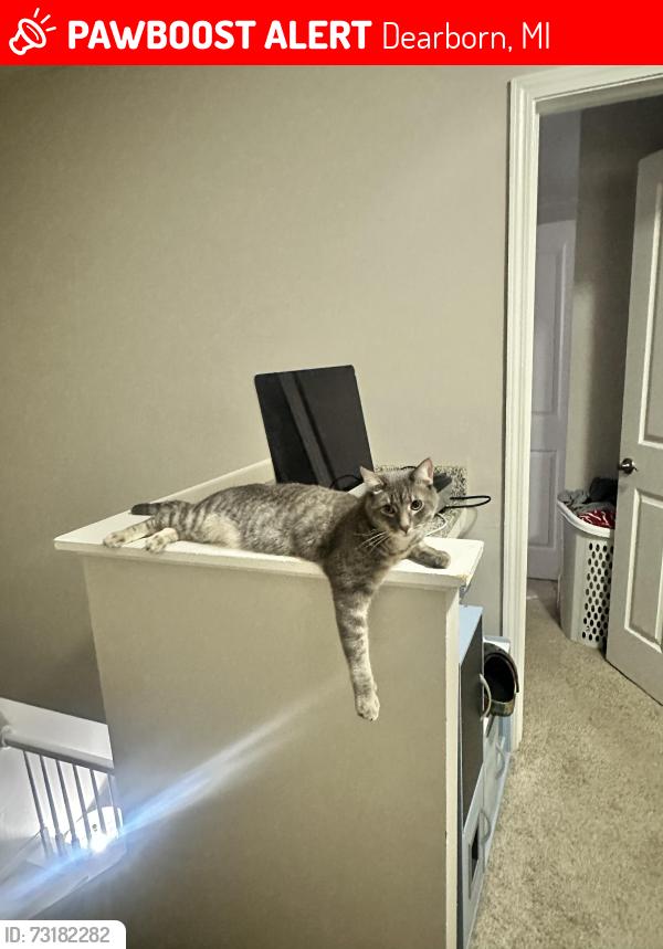 Lost Male Cat last seen Fairlane Woods apmts, Dearborn, MI 48126