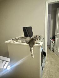 Lost Male Cat last seen Fairlane Woods apmts, Dearborn, MI 48126
