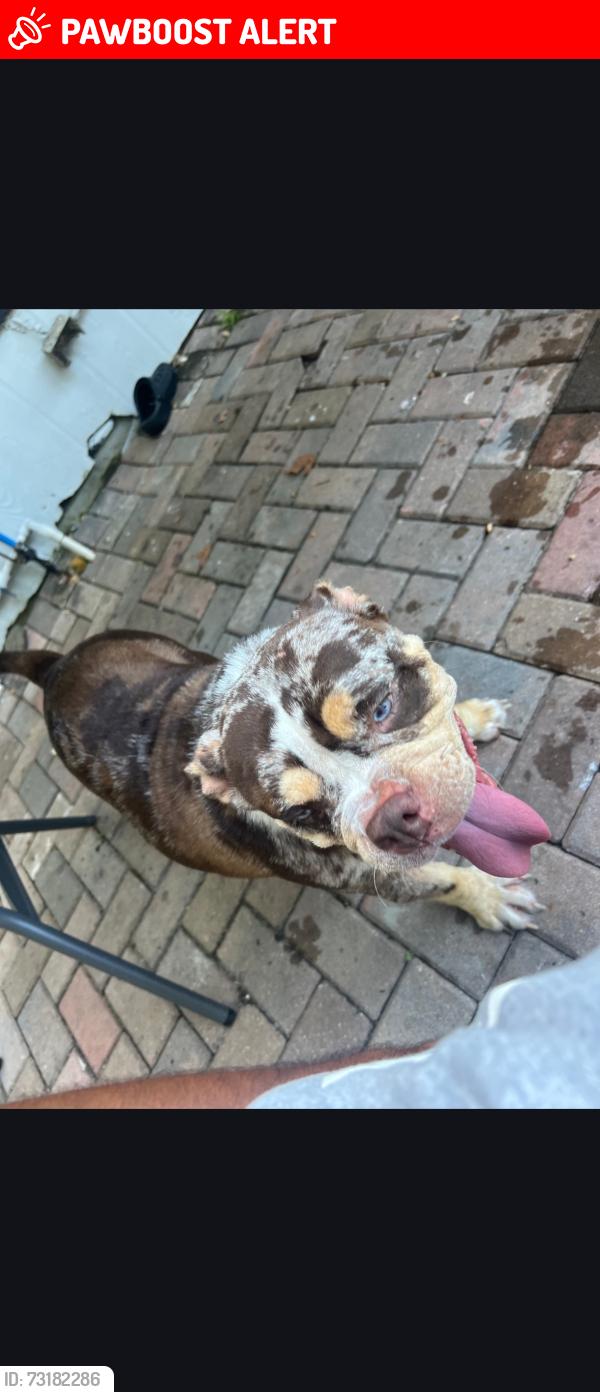Lost Female Dog last seen A street, Lake Worth Beach, FL 33460