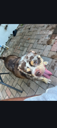 Lost Female Dog last seen A street, Lake Worth Beach, FL 33460