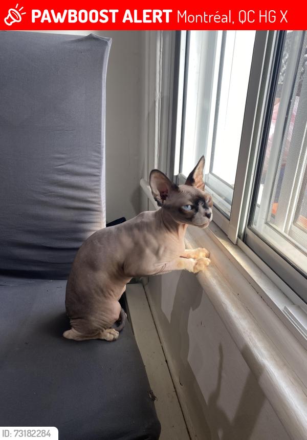 Lost Female Cat last seen 3ème avenue bannantyne/verdun, Montréal, QC H4G 2X6