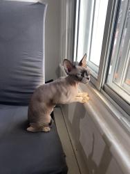 Lost Female Cat last seen 3ème avenue bannantyne/verdun, Montréal, QC H4G 2X6