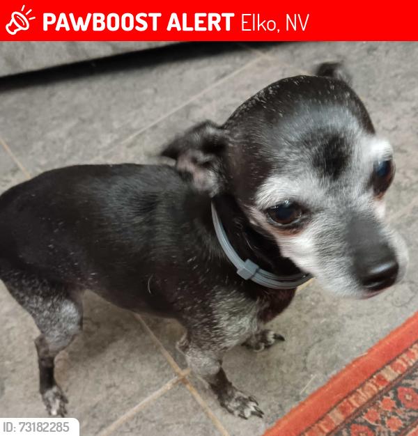 Lost Female Dog last seen Ruby Vista lane elko nv, Elko, NV 89801