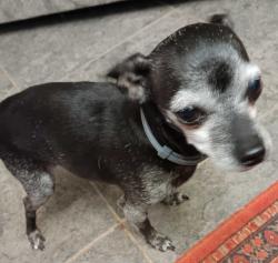 Lost Female Dog last seen Ruby Vista lane elko nv, Elko, NV 89801
