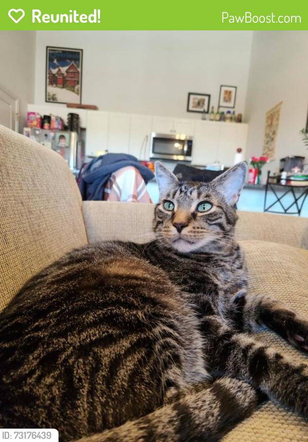 Reunited Male Cat last seen Pennsylvania Ave/Wyomissing Ave, Shillington, PA 19607