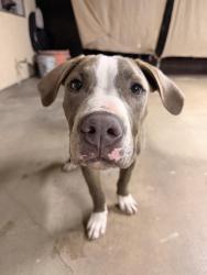 Reunited Male Dog last seen Near Holly Dr, Fontana, CA 92335, USA, Fontana, CA 92335