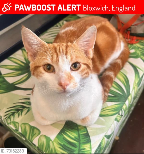 Lost Male Cat last seen Green rock lane, Bloxwich, England 