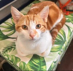 Lost Male Cat last seen Green rock lane, Bloxwich, England 
