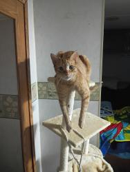 Lost Male Cat last seen Palm and Linwood, Riverside, CA 92506