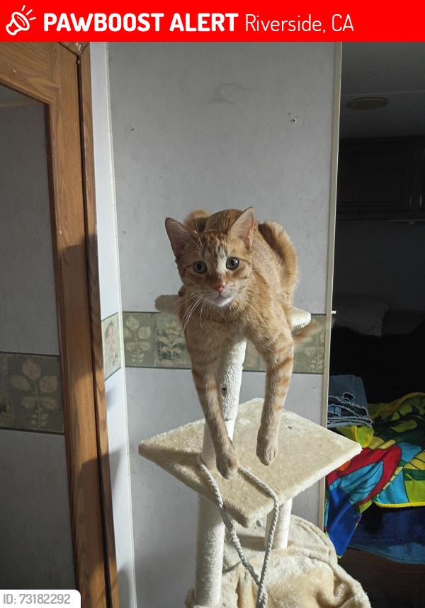 Lost Male Cat last seen Palm and Linwood, Riverside, CA 92506