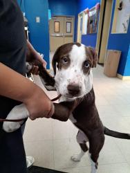 Found/Stray Female Dog last seen Michigan Avenue, East Los Angeles, CA 90022