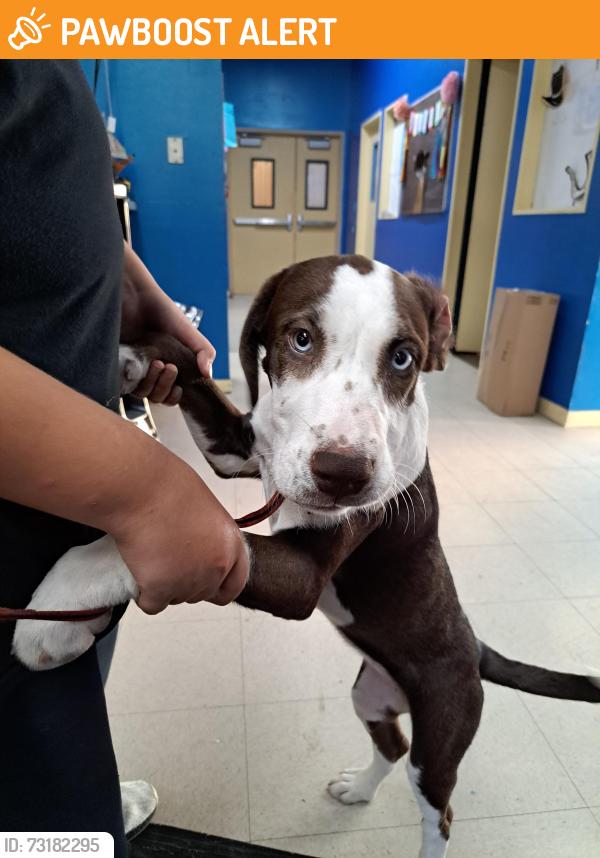 Found/Stray Female Dog last seen Michigan Avenue, East Los Angeles, CA 90022