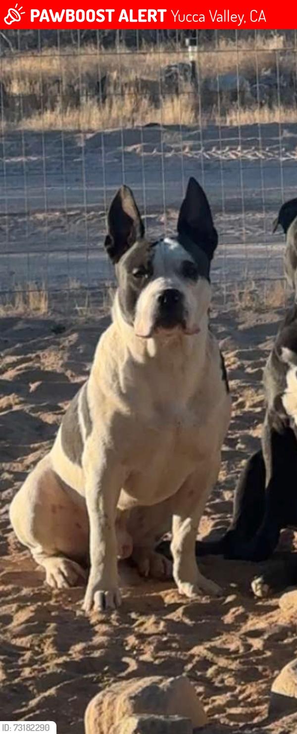 Lost Male Dog last seen Aberdeen Drie, Yucca Valley, CA, Yucca Valley, CA 92284