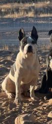 Lost Male Dog last seen Aberdeen Drie, Yucca Valley, CA, Yucca Valley, CA 92284