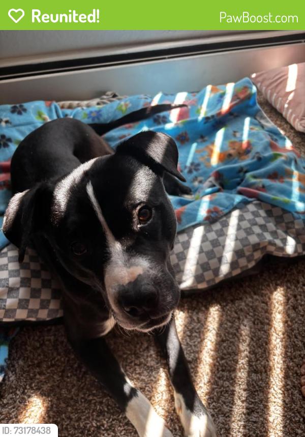 Reunited Male Dog last seen Police station across the street, Denver, CO 80204