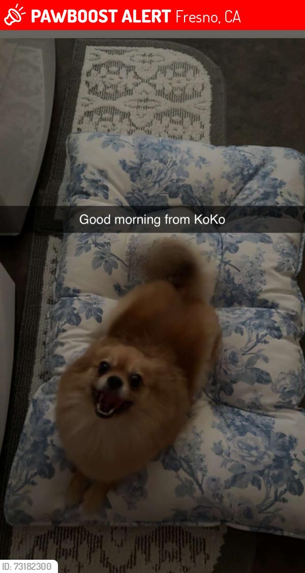 Lost Female Dog last seen Ashlan and valentine, Fresno, CA 93721