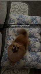 Lost Female Dog last seen Ashlan and valentine, Fresno, CA 93721