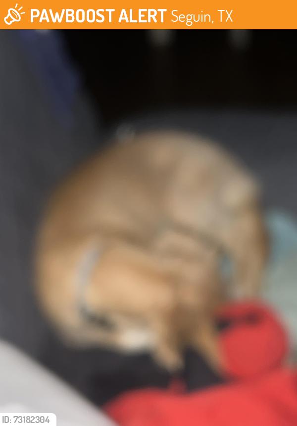 Found/Stray Female Dog last seen Highway 46, Seguin, TX 78155