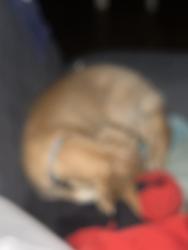 Found/Stray Female Dog last seen Highway 46, Seguin, TX 78155