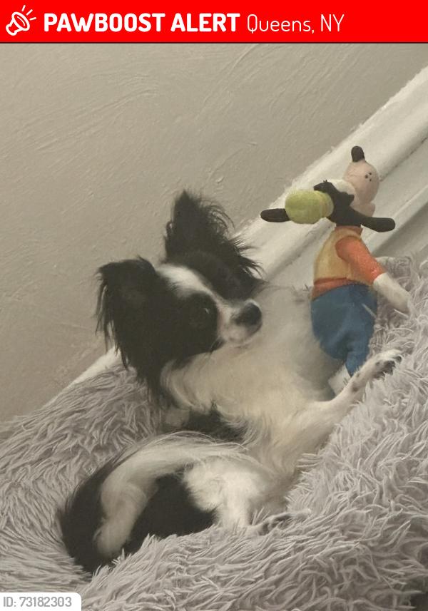 Lost Male Dog last seen 35-12 104th corona queens, Queens, NY 11368