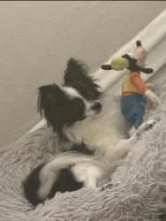 Lost Male Dog last seen 35-12 104th corona queens, Queens, NY 11368