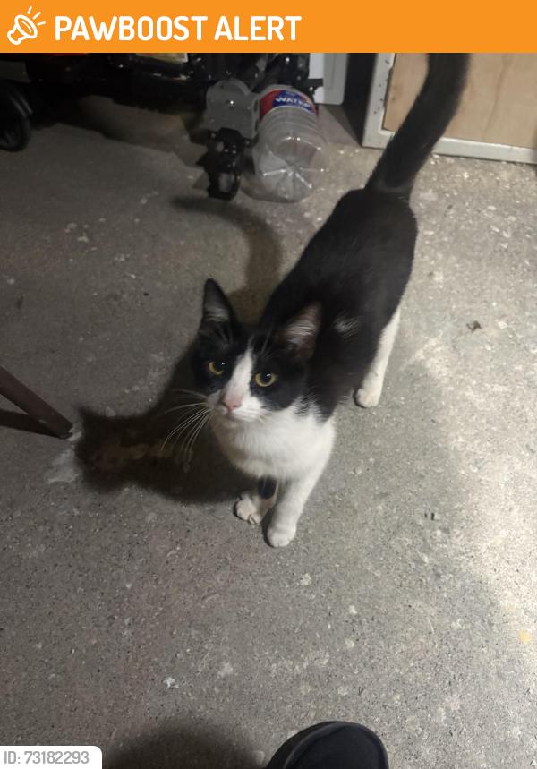 Found/Stray Unknown Cat last seen Santa Ynez and 12th street, Baywood-Los Osos, CA 93402