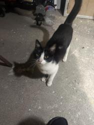Found/Stray Unknown Cat last seen Santa Ynez and 12th street, Baywood-Los Osos, CA 93402
