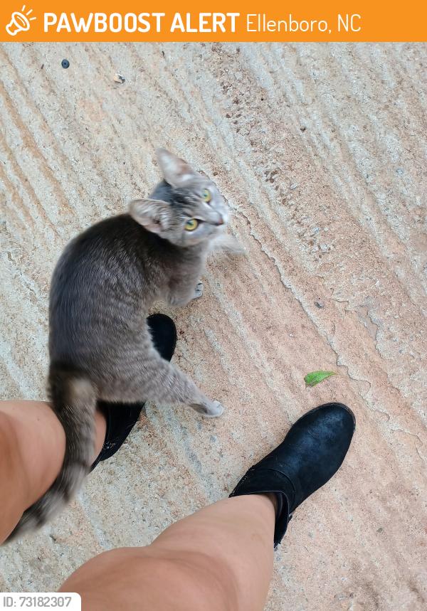 Found/Stray Unknown Cat last seen The washtub in ellenboro, Ellenboro, NC 28040