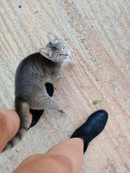 Found/Stray Unknown Cat last seen The washtub in ellenboro, Ellenboro, NC 28040