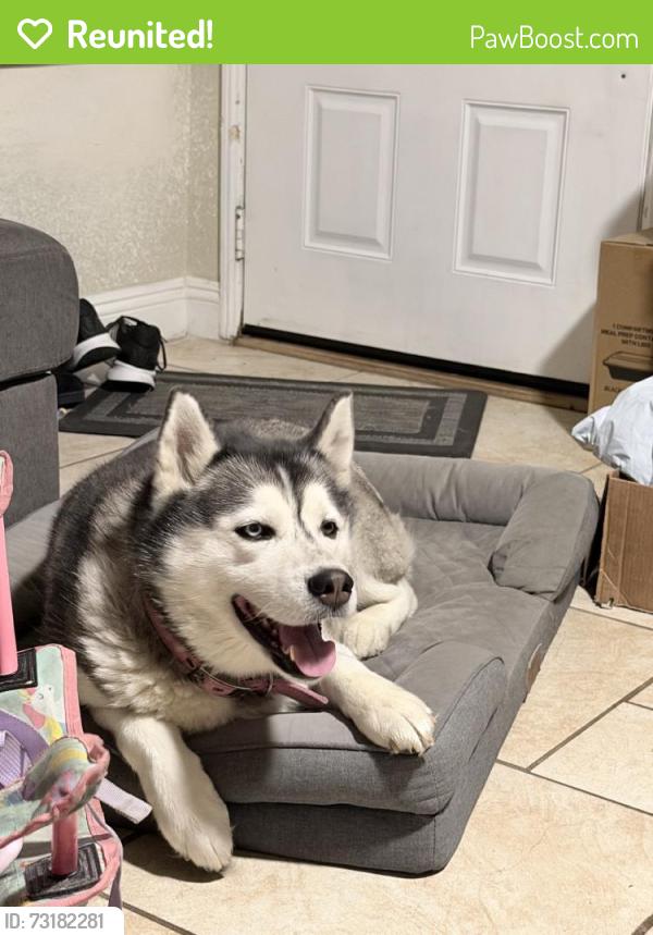 Reunited Female Dog last seen Near Maidstone Ave, Norwalk, CA 90650, USA, Norwalk, CA 90650