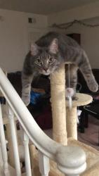 Lost Male Cat last seen Cheryl Ann Drive and Donna Rae Drive, Seven Hills, OH 44131