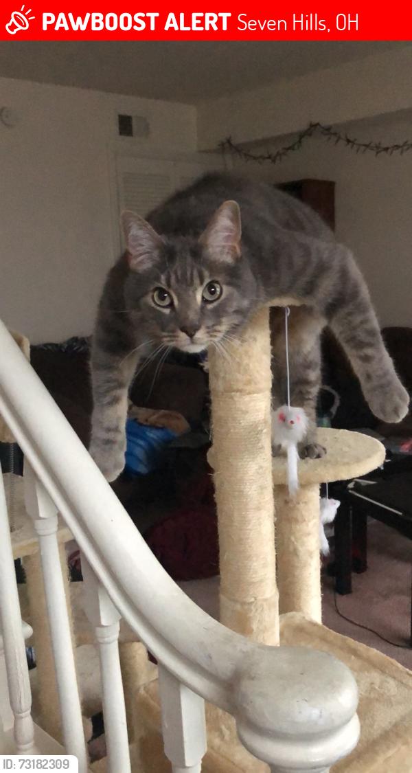 Lost Male Cat last seen Cheryl Ann Drive and Donna Rae Drive, Seven Hills, OH 44131
