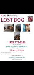 Lost Male Dog last seen Hefner and western, Oklahoma City, OK 73114